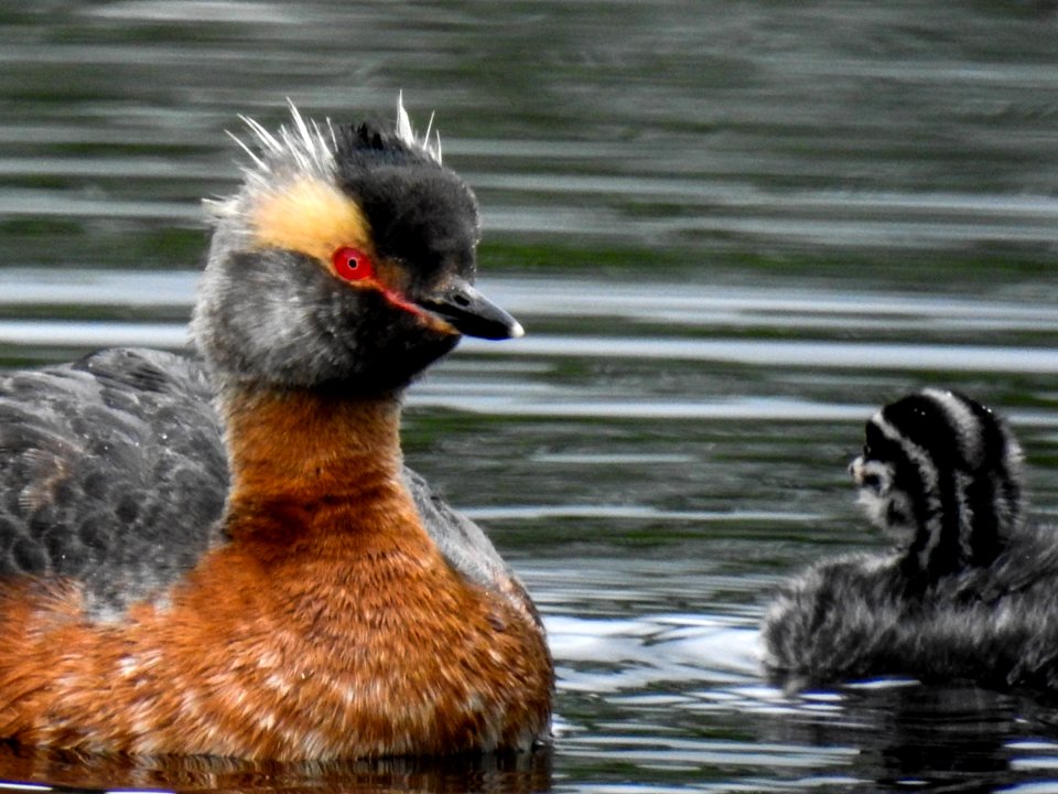 (Podicipediformes: Podicipedidae) Podiceps auritus, Svarthakedopping / Horned grebe