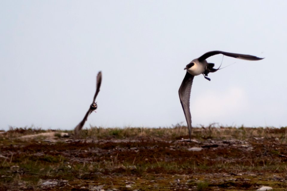 (Charadriiformes: Stercorariidae) Stercorarius longicaudus, Fjällabb / Long-tailed skua