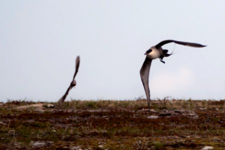 (Charadriiformes: Stercorariidae) Stercorarius longicaudus, Fjällabb / Long-tailed skua