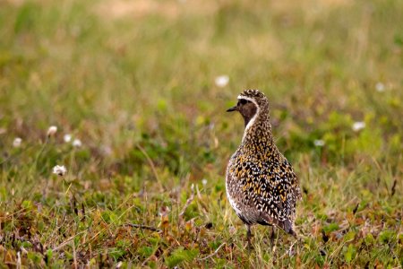 (Charadriiformes: Charadriidae) Pluvialis apricaria, Ljungpipare / Golden plover
