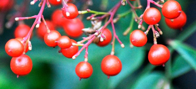 Winter beads