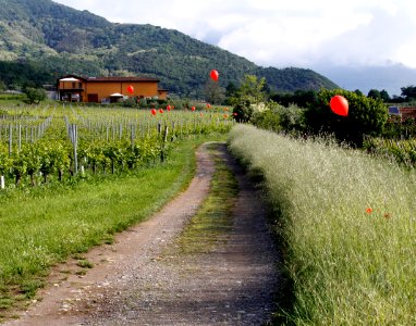 zz-Nigoline-Imbocco-Sterrata-Ridotta