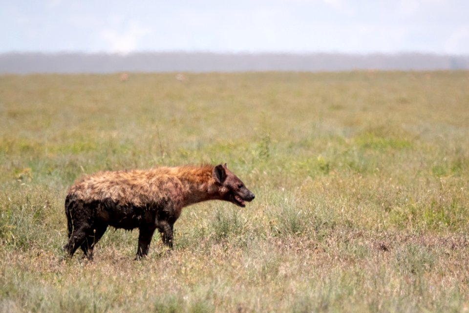(Carnivora: Hyaenidae) Crocuta crocuta, Fläckig hyena / Spotted hyena