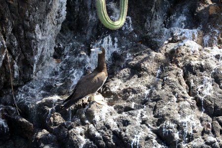 Brown Bobby, Little Tobago