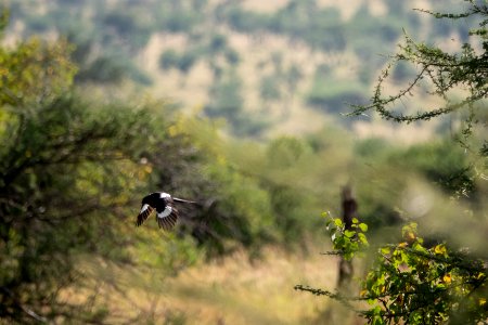 (Passeriformes: Laniidae) Urolestes melanoleucus, Skattörnskata / Magpie shrike