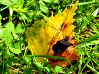 (Hemiptera: Pentatomidae) Pentatoma rufipes, Rödbent bärfis / Forest bug