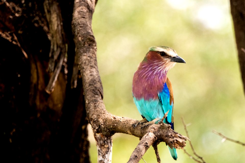 (Coraciiformes: Coraciidae) Coracias caudatus, Lilabröstad blåkråka / Lilac-breasted roller