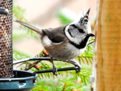 (Passeriformes: Paridae) Lophophanes cristatus, Tofsmes / Crested tit
