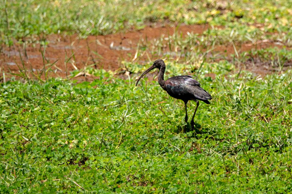 (Pelecaniformes: Threskiornithidae) Plegadis falcinellus, Bronsibis / Glossy ibis