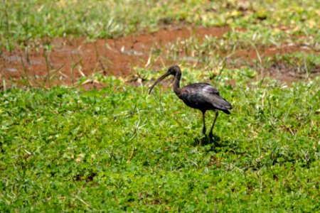 (Pelecaniformes: Threskiornithidae) Plegadis falcinellus, Bronsibis / Glossy ibis