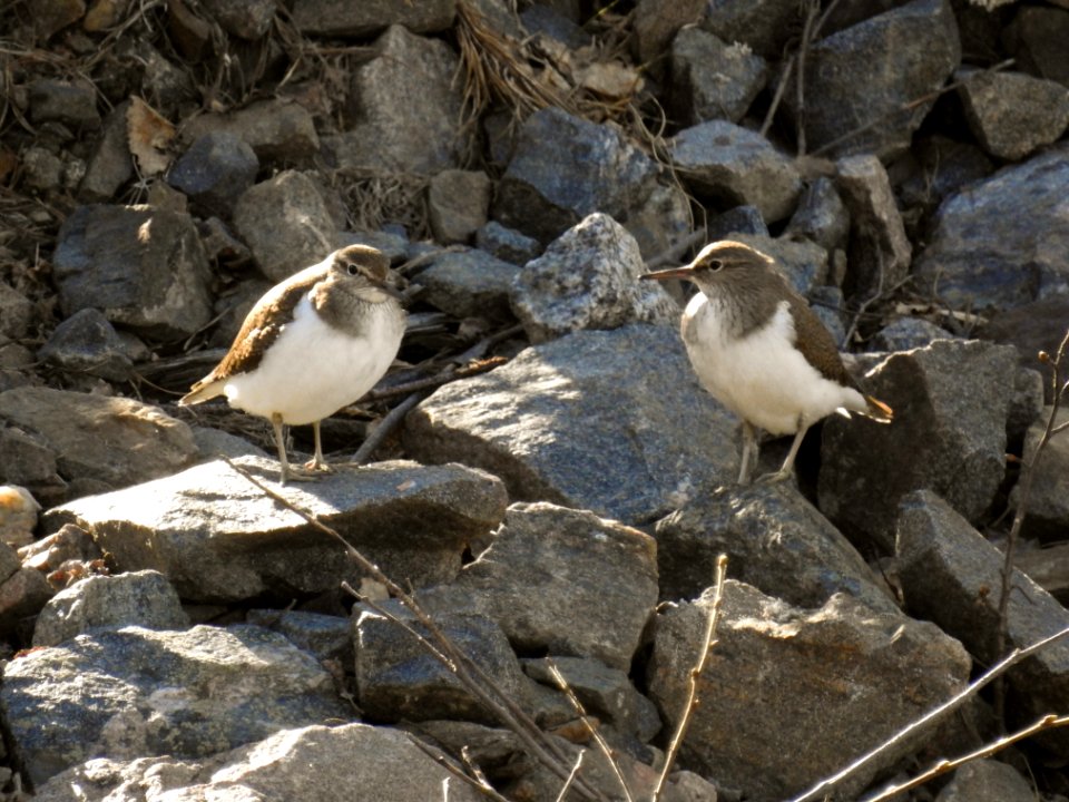 (Charadriiformes: Scolopacidae) Actitis hypoleucos, Drillsnäppa / Sandpiper