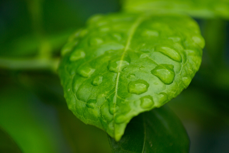 Orange tree drops of water rain