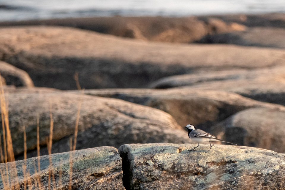 (Passeriformes: Motacillidae) Motacilla alba, Sädesärla / White wagtail