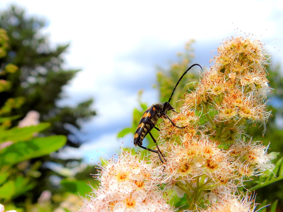 (Coleoptera: Cerambycidae) Leptura quadrifasciata ♂, Fyrbandad blombock / Four-banded longhorn beetle