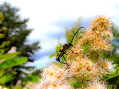 (Coleoptera: Cerambycidae) Leptura quadrifasciata ♂, Fyrbandad blombock / Four-banded longhorn beetle