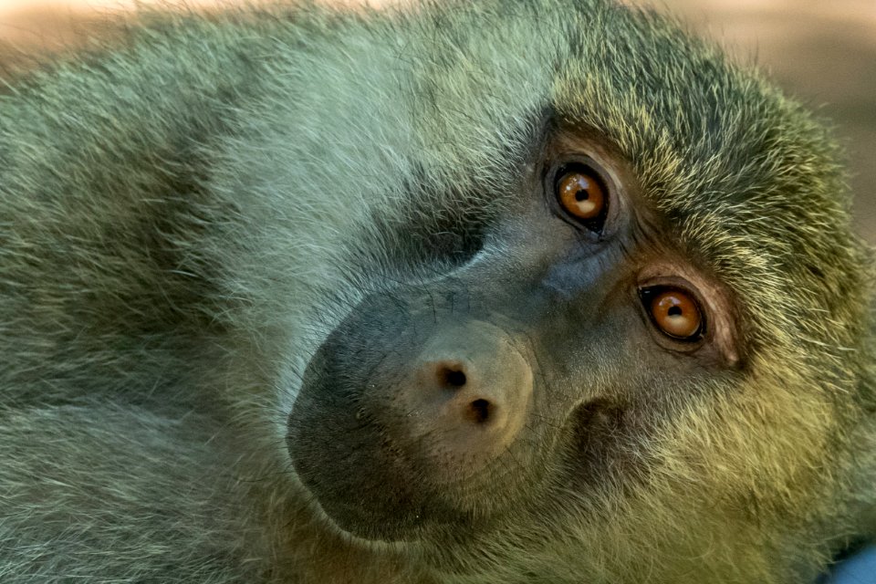 (Primates: Cercopithecidae) Papio anubis, Anubisbabian / Olive baboon