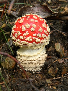Forest mushrooms nature