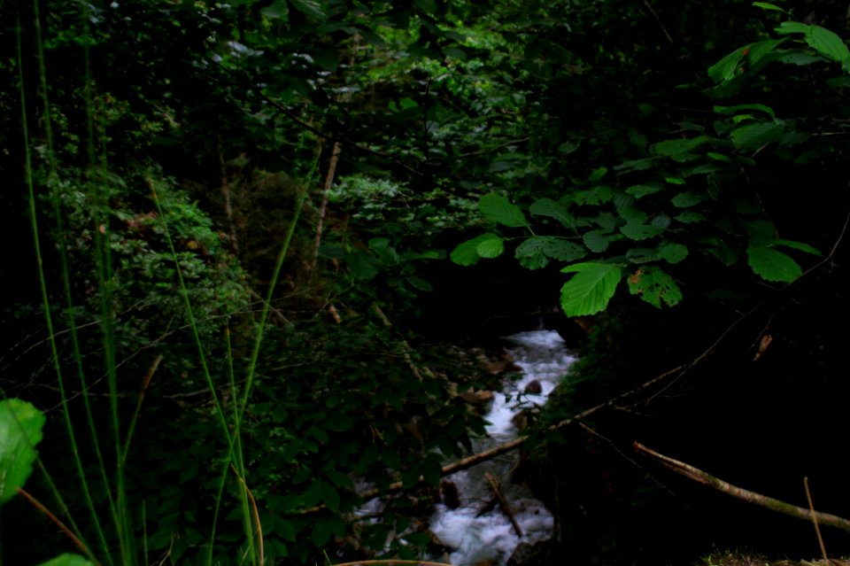 Başköy-Senoz-Çayeli-Rize