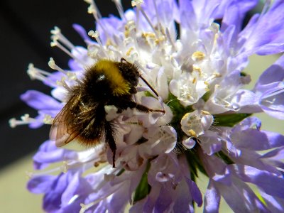 (Hymenoptera: Apidae) Bombus pratorum, Ängshumla / Early bumblebee