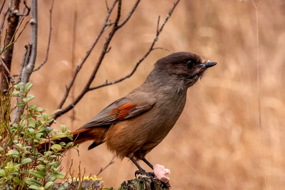 (Passeriformes: Corvidae) Perisoreus infaustus, Lavskrika / Siberian jay