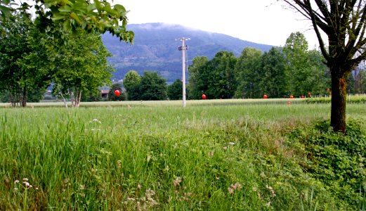 zz-Nespolo-Curvone-Ridotta