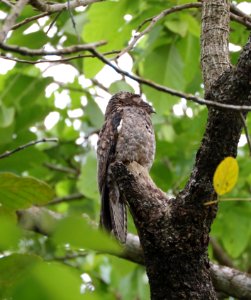Common Potoo, Tobago