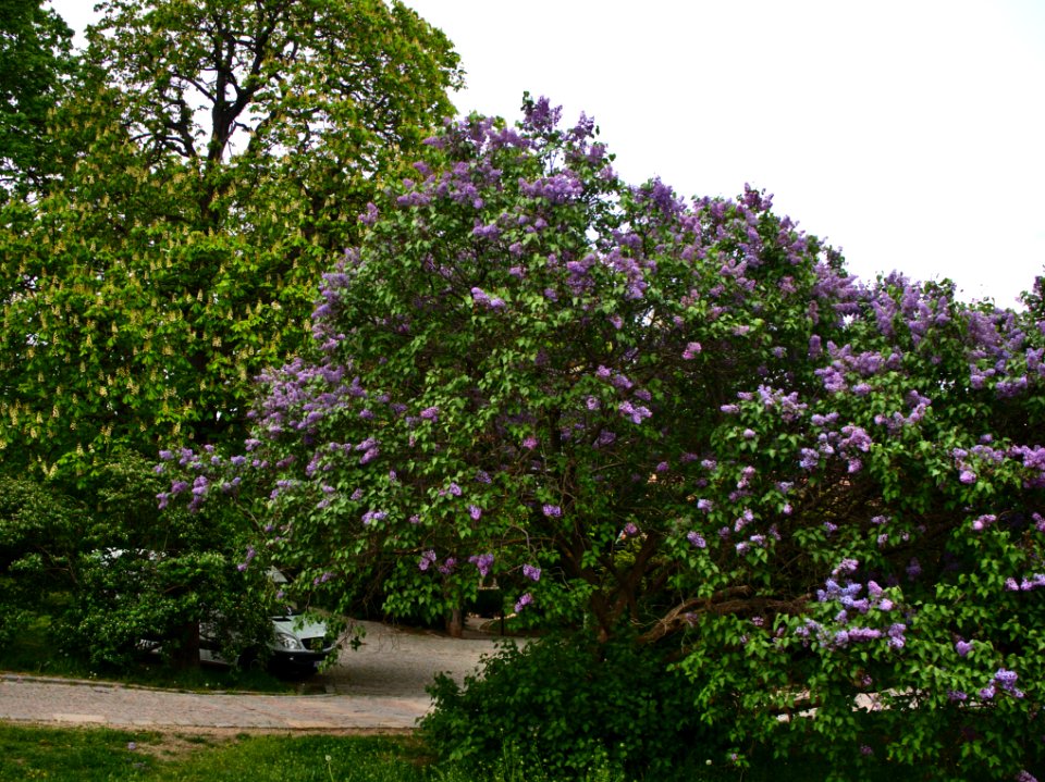 P4270062 85
