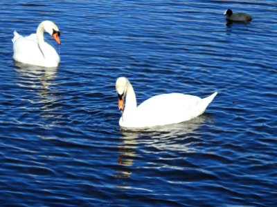 (Anseriformes: Anatidae) Cygnus olor, Knölsvan / Mute swan