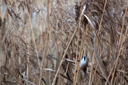 (Passeriformes: Panuridae) Panurus biarmicus ♂, Skäggmes / Bearded reedling