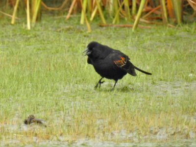 (Passeriformes: Icteridae) Agelaius phoeniceus, Rödvingetrupial / Red-winged blackbird