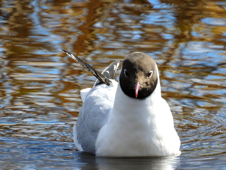 (Charadriiformes: Laridae) Chroicocephalus ridibundus, Skrattmås / Black-headed gull