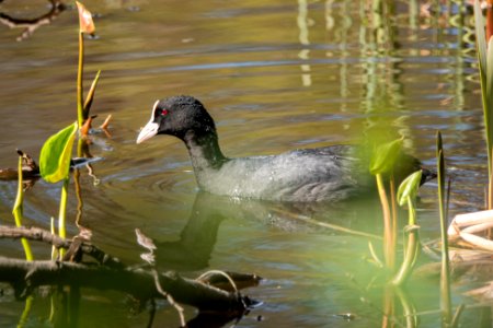 (Gruiformes: Rallidae) Fulica atra, Sothöna / Coot