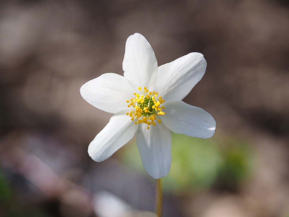 Flower white anemone nemorosa