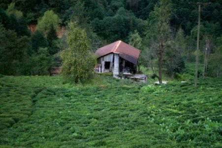 Başköy ,Senoz Çayeli Rize