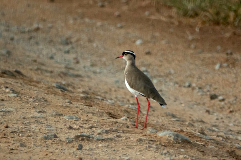 (Charadriiformes: Charadriidae) Vanellus coronatus, Kronvipa / Crowned lapwing