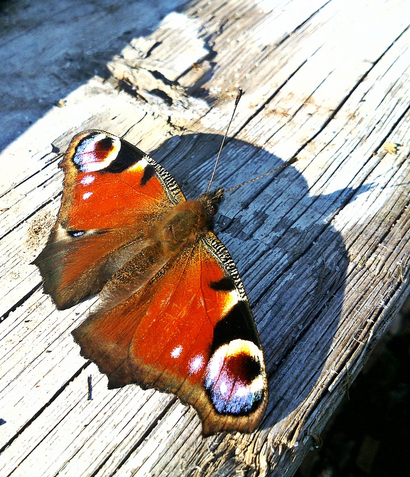 Macro in the summer time colorful