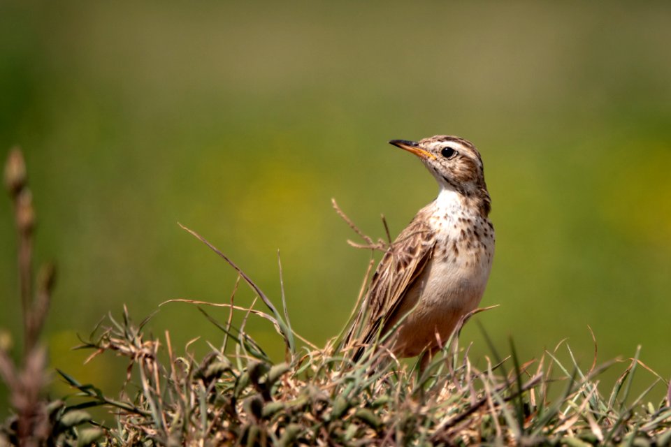 (Passeriformes: Motacillidae) Anthus cinnamomeus, Afrikansk piplärka / African pipit