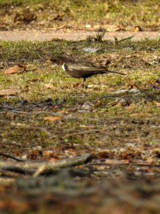 (Passeriformes: Turdidae) Turdus torquatus, Ringtrast / Ring ouzel