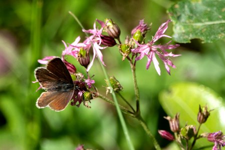 (Caryophyllales: Caryophyllaceae) Silene flos-cuculi, Gökblomster / Ragged-Robin