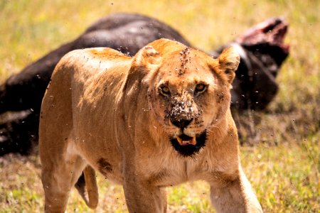 (Carnivora: Felidae) Panthera leo, Lejon / Lion