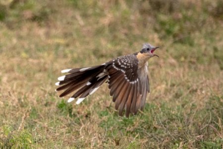 (Cuculiformes: Cuculidae) Clamator glandarius, Skatgök / Great spotted cuckoo