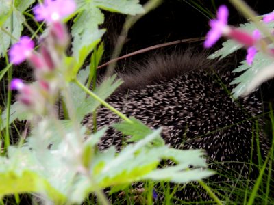 (Eulipotyphla: Erinaceidae) Erinaceus europaeus, Igelkott / Hedgehog