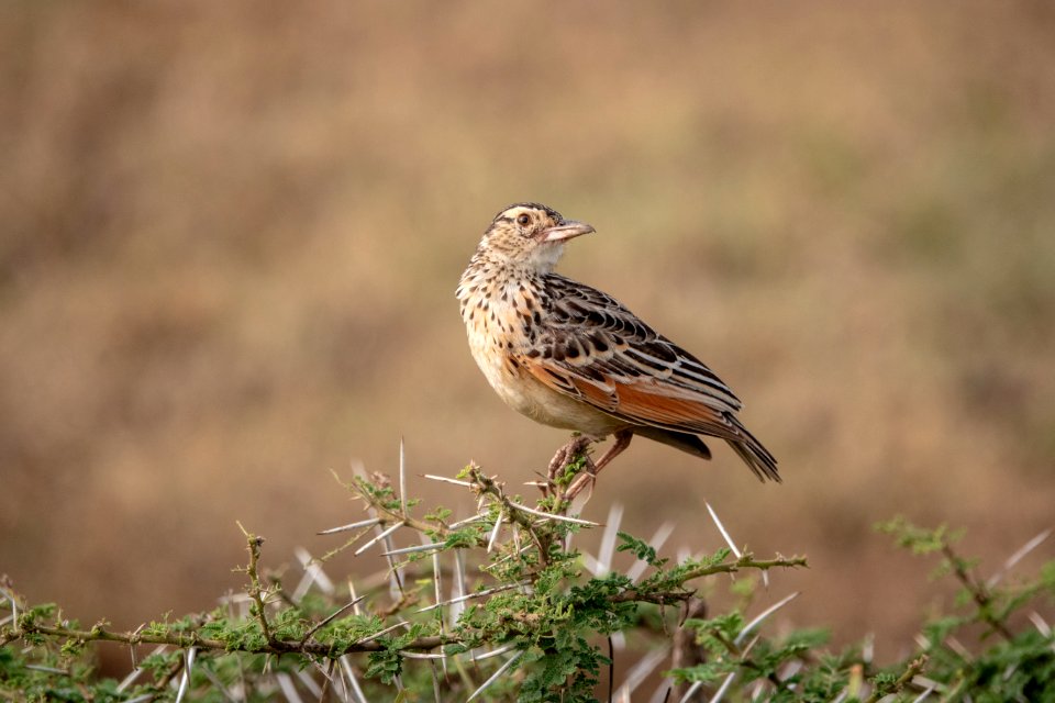 (Passeriformes: Alaudidae) Mirafra albicauda, Vitstjärtad lärka / White-tailed lark