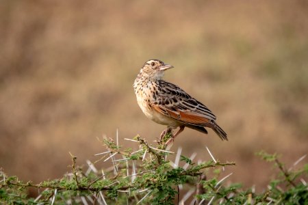 (Passeriformes: Alaudidae) Mirafra albicauda, Vitstjärtad lärka / White-tailed lark