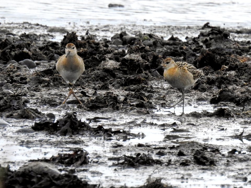(Charadriiformes: Scolopacidae) Calidris canutus, Kustsnäppa / Red knot