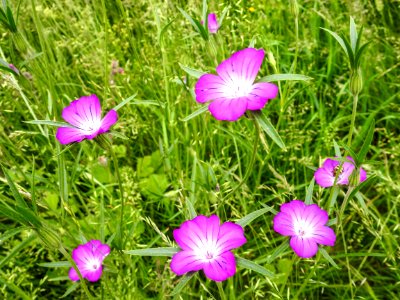 (Caryophyllales: Caryophyllaceae) Agrostemma githago, Klätt / Corncockle