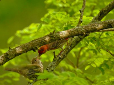 (Passeriformes: Fringillidae) Haemorhous mexicanus, Husfink / House finch photo