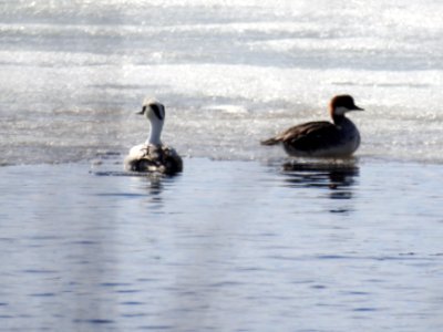 (Anseriformes: Anatidae) Mergellus albellus ♂♀, Salskrake / Smew