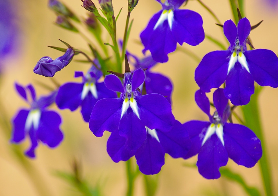 Flowers salvia blue flowers