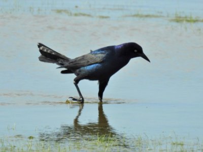 (Passeriformes: Icteridae) Quiscalus major ♂, Större båtstjärt / Boat-tailed grackle